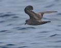 Ashy Storm-Petrel